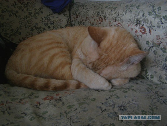 Сонный Котовторник