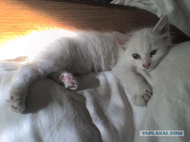 Котовторник!