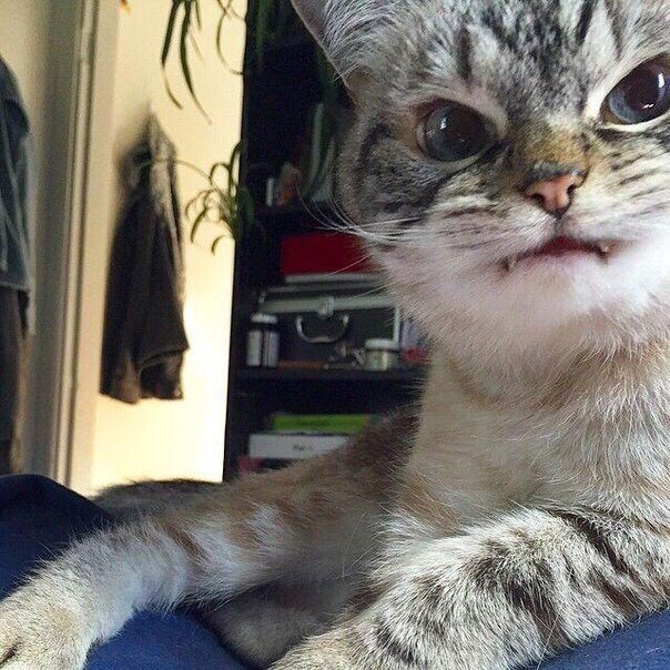 Немного милоты