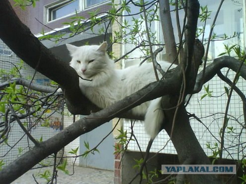 Котовторник 24.04.2012