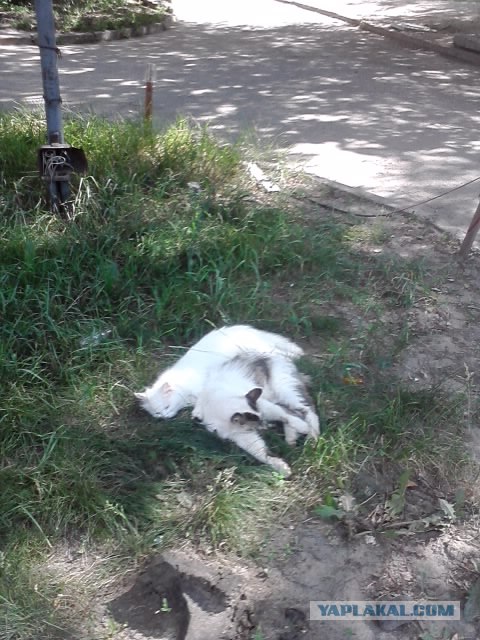 Котовторник   5.06.2012