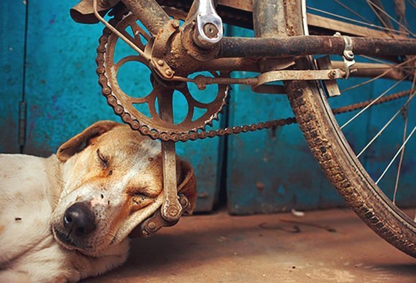 Живность из сети