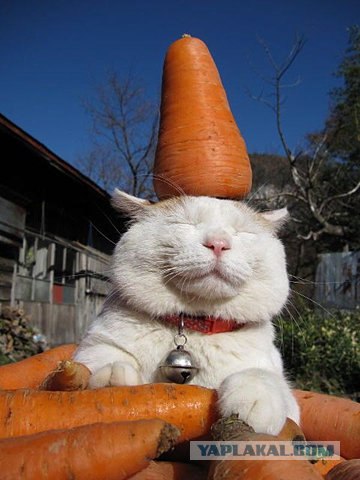 Котэ всё равно
