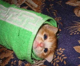 Восставший из ванны