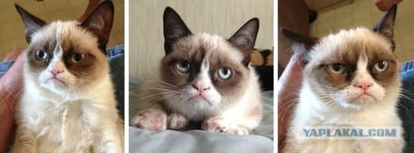 Грустный обиженный котёнок