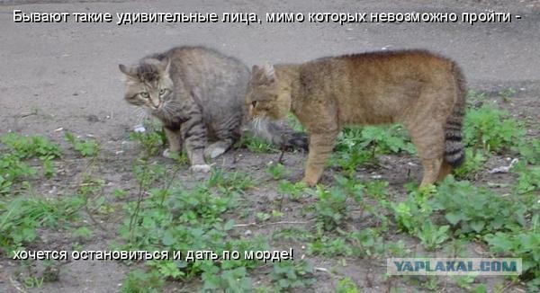 Злые котики - к последнему летнему котовторнику