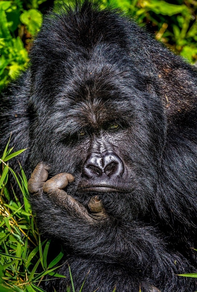 Лучшие фото конкурса Comedy Wildlife Photography Awards 2021