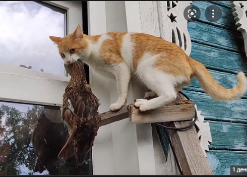 Коооочет!!!