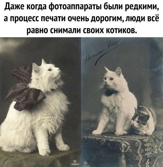 Весёлый полтшок 09.05.24