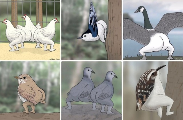 Баянистые деградинки