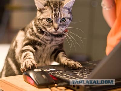 Жена и муж в интернетах