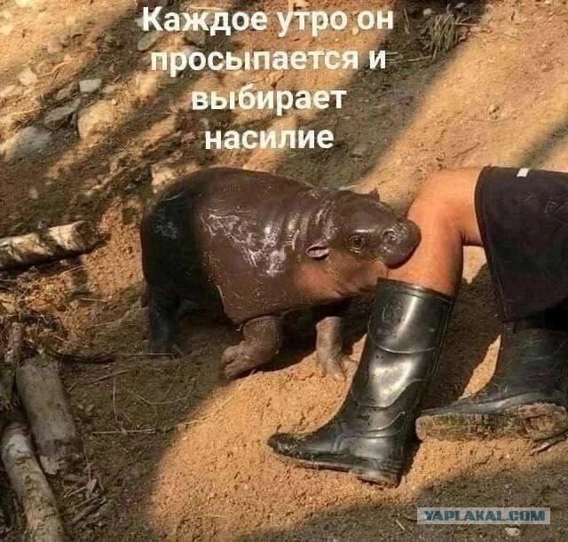 Драматичный бегемотик