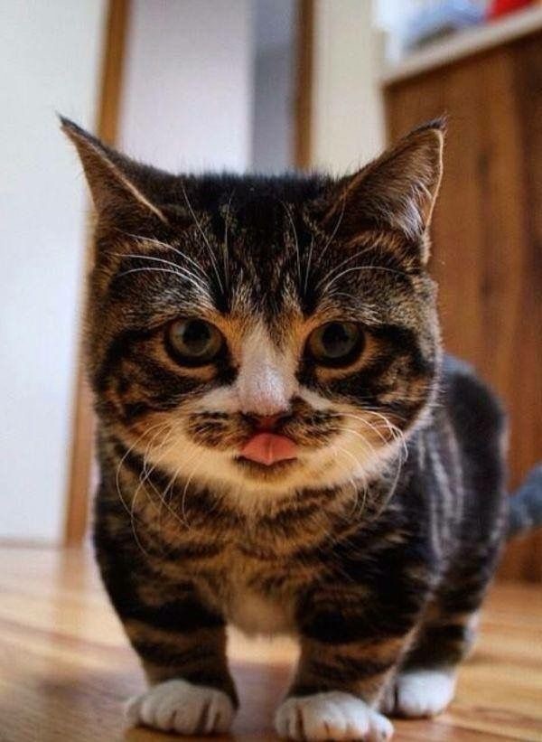 Котовторник в картинках