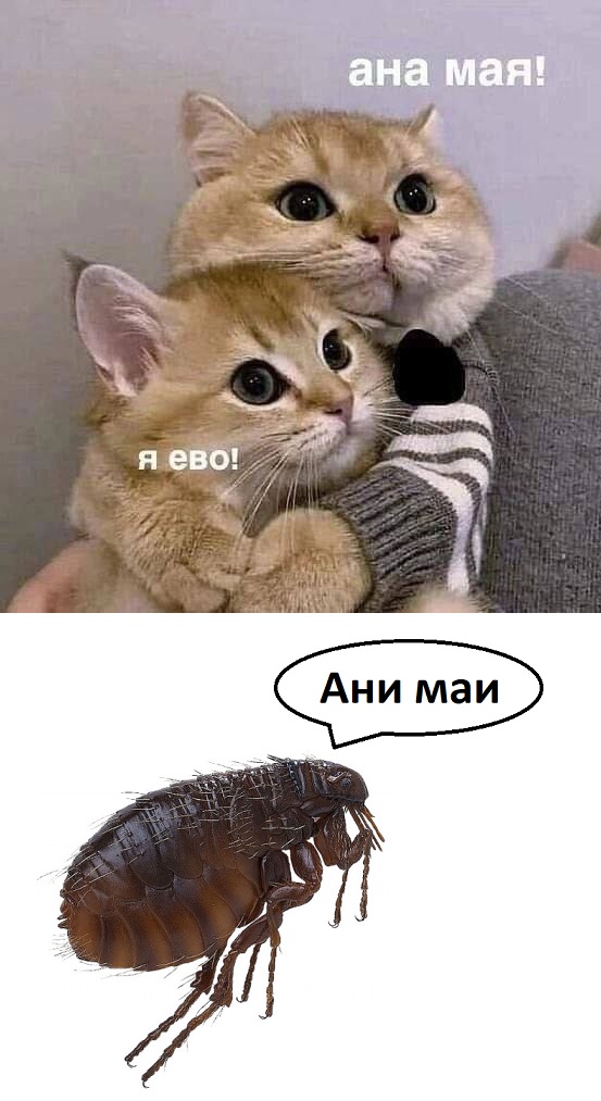 А где котики, сегодня же вторник!