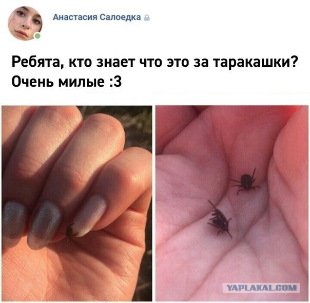 Картиночки, баянчики 11 апреля