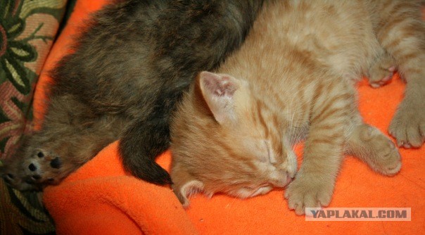 Котовторник 23.07.2013