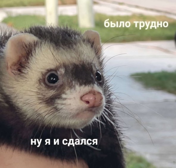 Веселые картинки в маленькую пятницу (27.05)