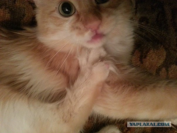 Котовторник 2.12.14