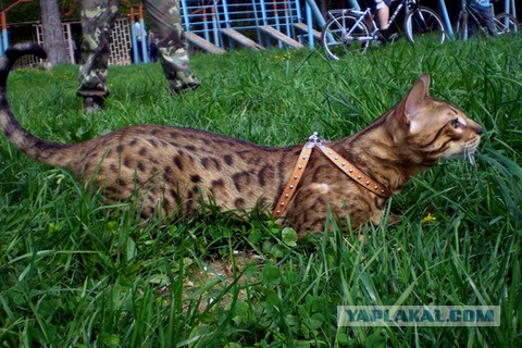 Котовторник 16.06.2015., Котовторник наступил!