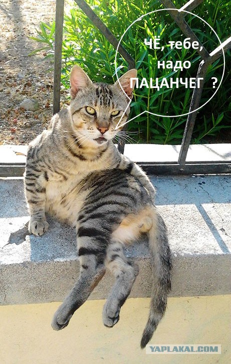 Известные котомемы.