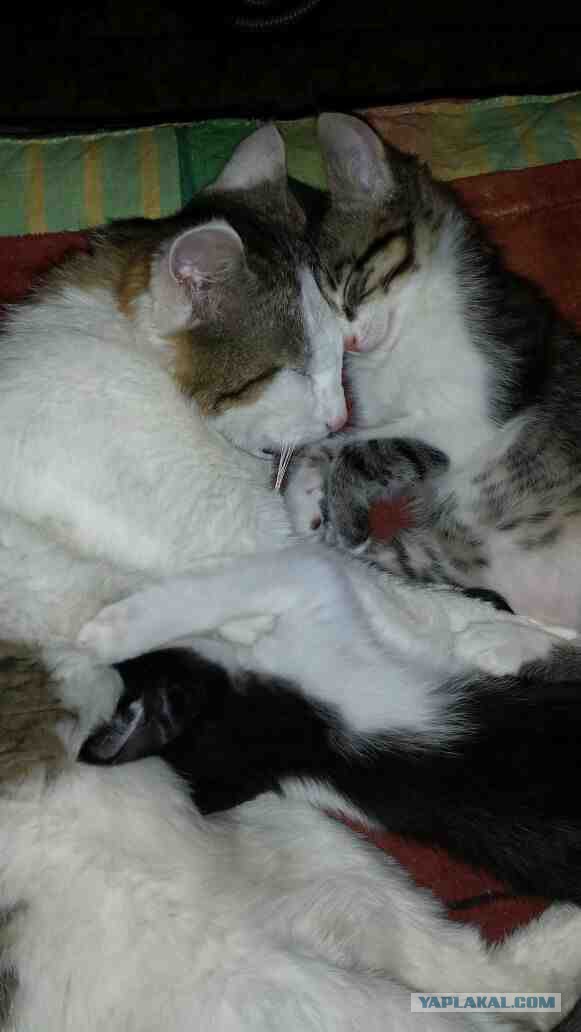 Котовторник
