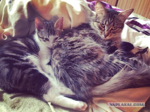Котовторник 29-09-2015,