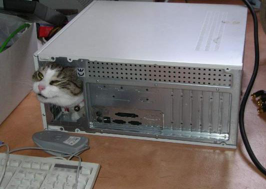 Коты, кошки, котята