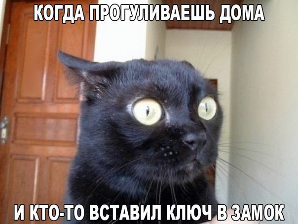 Веселые картинки