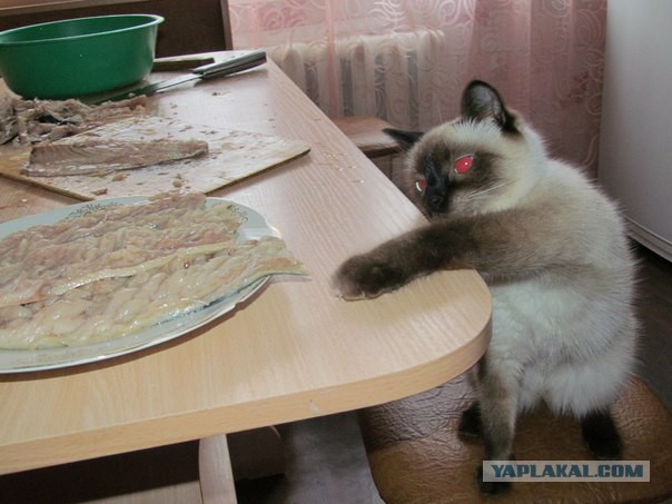 Коты, которые пытались что-то украсть