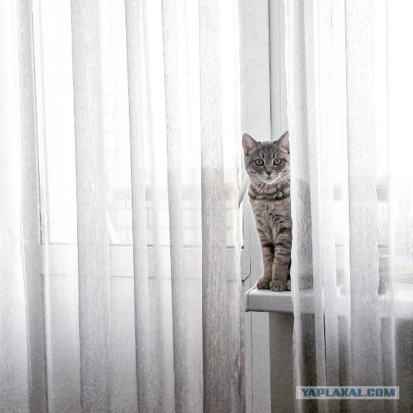 Ваши фотки котов на телефон