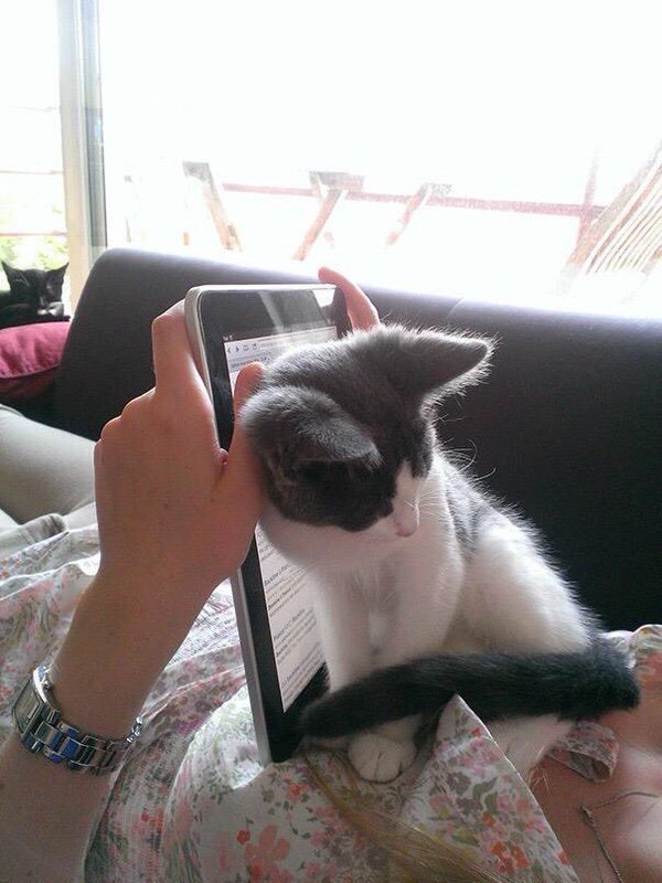 Прикольные животные