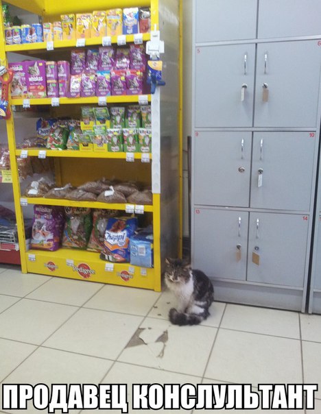 Прикольные животные