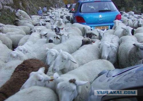 Откуда берутся пробки на дорогах