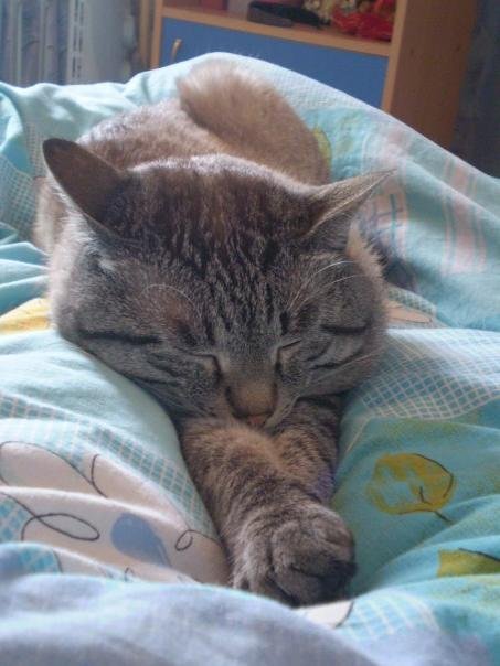Котовторник 20.09.2016