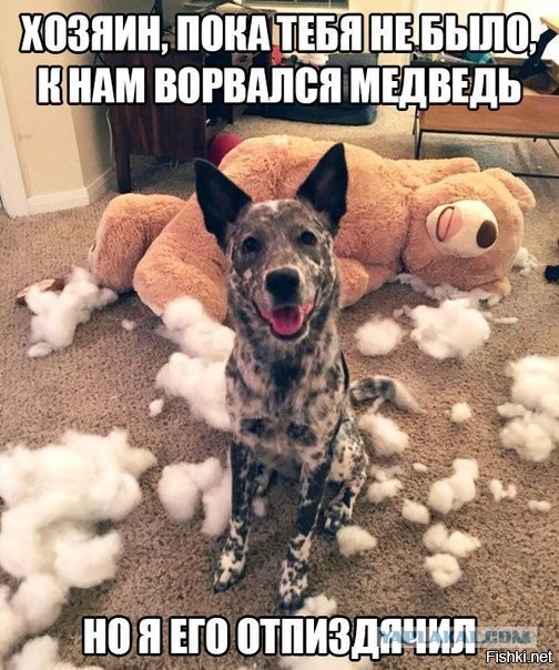 Прикольные и веселые картинки