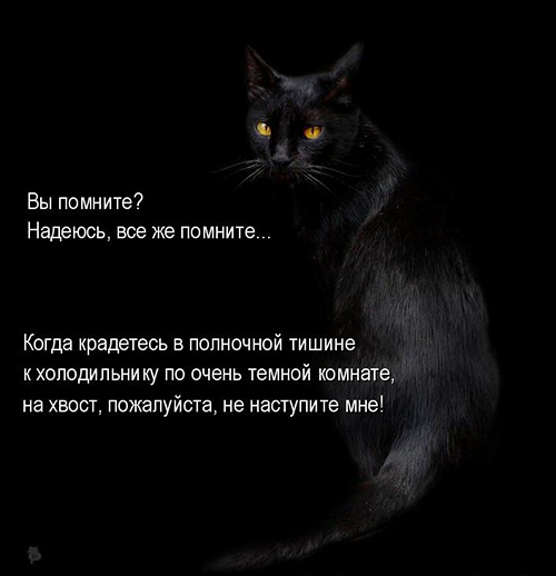 Картинки из ваших интернетов