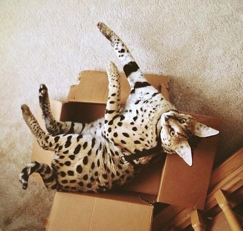 Коты из сети