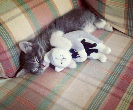 Коты из сети