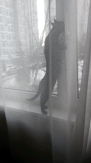 Котовторник  31.01.2017