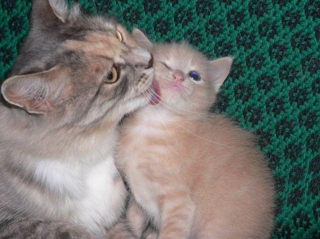 Коты и Кошки