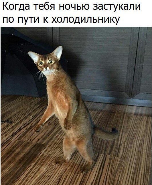 Коты и Кошки