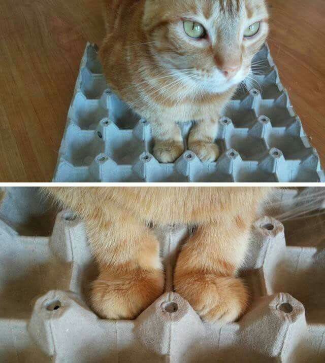 Коты и Кошки