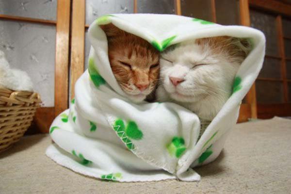 Коты и Кошки