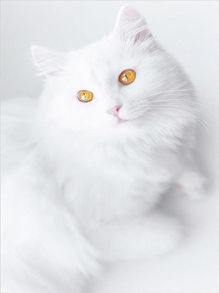 Коты и Кошки