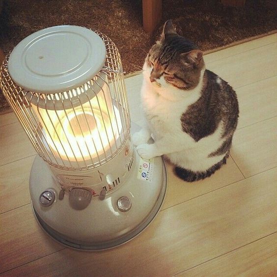 Коты и Кошки