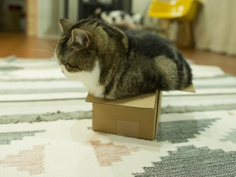 Прикольных котов пост