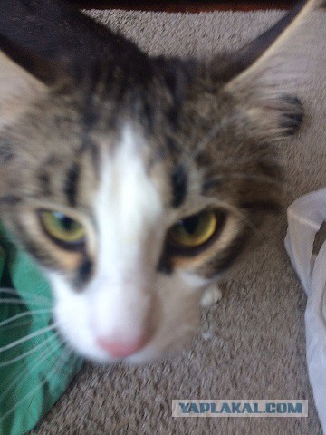 Котовторник 24.04.2018