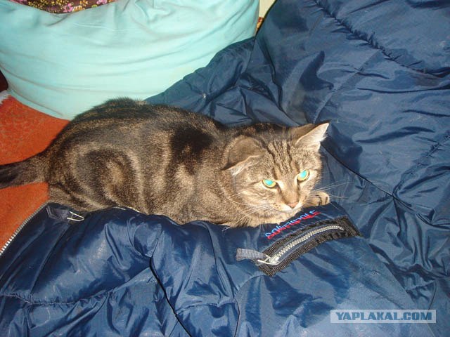 Котовторник на ЯПлакалъ (20.05.08), прикольные коты, добавляем свои!