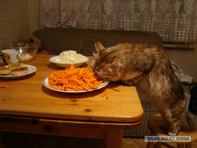 Котовторник на ЯПлакалъ
