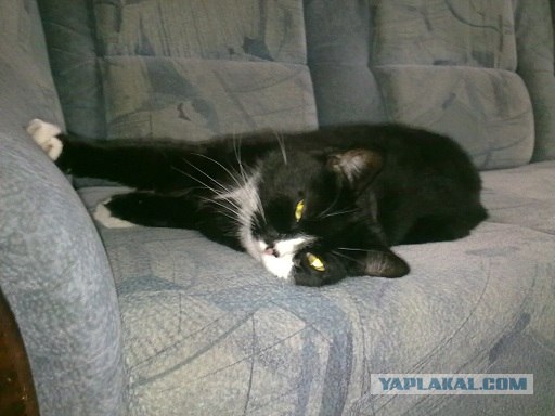 Начинаем котовторник!